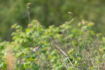 DSC06576-DxO_DeepPRIME-3r