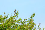 DSC06729-DxO_DeepPRIME-3r