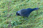_DSC4725-ARW_DxO_DeepPRIMEXD-Enhanced-SRr