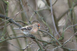 _DSC4200-ARW_DxO_DeepPRIMEXDGPr