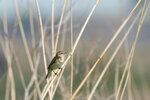 DSC07108-DxO_DeepPRIME-3r