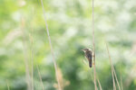DSC07124-DxO_DeepPRIME-3r