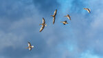 _DSC4695-ARW_DxO_DeepPRIMEXD169r