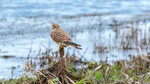 _DSC5091-ARW_DxO_DeepPRIMEXD169r