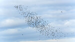 Black-tailed Godwit _DSC5199-DxO_DeepPRIME-3-169r