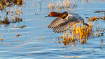 _DSC5418-ARW_DxO_DeepPRIMEXD169r
