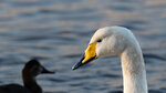 _DSC5643-ARW_DxO_DeepPRIMEXD169r