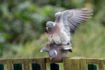 _DSC0255-ARW_DxO_DeepPRIME-Enhanced-SR