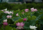 DSC_2608.jpg a