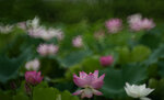 DSC_2609.jpg a