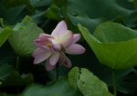 DSC_2611.jpg a