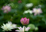 DSC_2621.jpg a