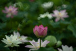 DSC_2622.jpg a