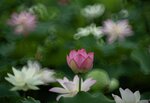 DSC_2624.jpg a