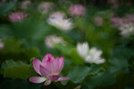 DSC_2627.jpg a