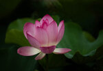 DSC_2630.jpg a