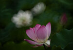 DSC_2633.jpg a