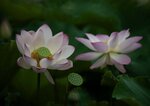 DSC_2636.jpg a