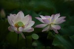 DSC_2637.jpg a