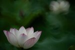 DSC_2639.jpg a