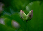 DSC_2668.jpg a