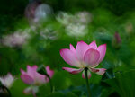 DSC_2700.jpg a