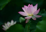 DSC_2702.jpg a