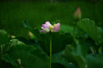 DSC_2704.jpg a