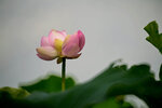DSC_2706.jpg a
