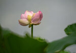 DSC_2709.jpg a