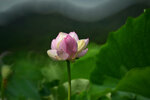 DSC_2710.jpg a