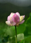 DSC_2712.jpg a