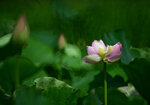 DSC_2715.jpg a