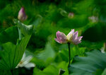 DSC_2716.jpg a