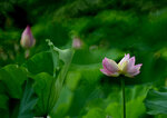 DSC_2721.jpg a