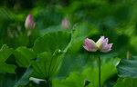 DSC_2724.jpg a