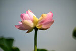 DSC_2731.jpg a