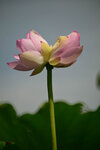 DSC_2734.jpg a