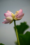 DSC_2736.jpg a
