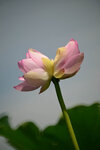 DSC_2739.jpg a