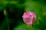 DSC_2749.jpg a