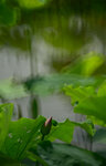 DSC_2751.jpg a