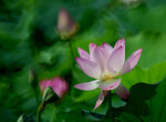 DSC_2754.jpg a