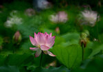DSC_2773.jpg a