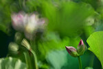 DSC_2826.jpg a