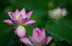 DSC_2835.jpg a