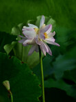 DSC_2838.jpg a