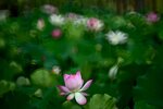DSC_2855.jpg a