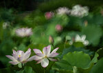 DSC_2860.jpg a