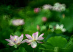 DSC_2861.jpg a